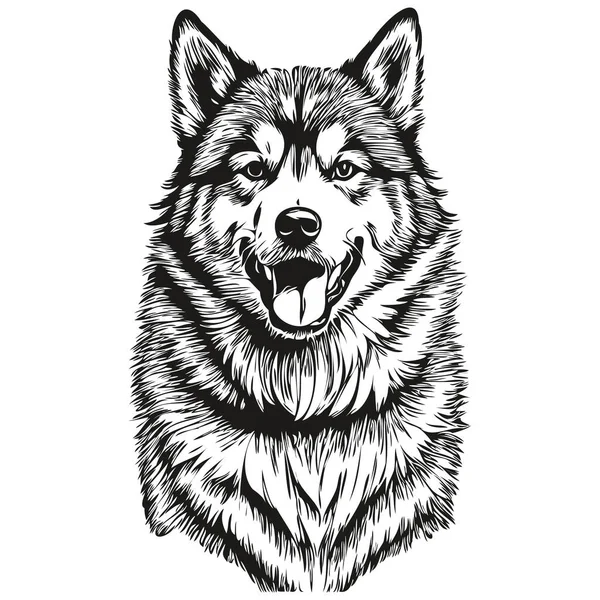 Malamute Hund Vektor Grafik Handritad Penna Djur Linje Illustration Realistisk — Stock vektor