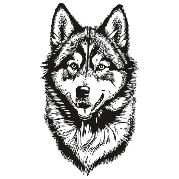 Malamute Köpek Vektör Grafikleri Elle Çizilmiş Kalem Hayvan Çizgisi Çizimleri — Stok Vektör