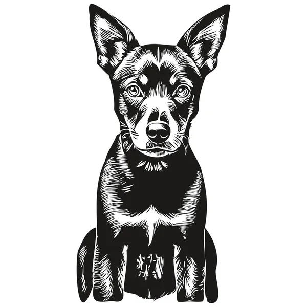 Manchester Terrier Perro Raza Línea Dibujo Clip Arte Animal Mano — Archivo Imágenes Vectoriales