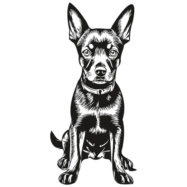 Manchester Terrier Pies Głowa Linii Rysunek Wektor Ręcznie Rysowane Ilustracja — Wektor stockowy
