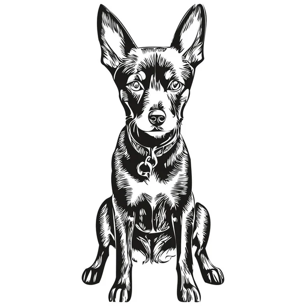 Manchester Terrier Dog Vector Face Drawing Portrait Sketch Vintage Style — Stock Vector