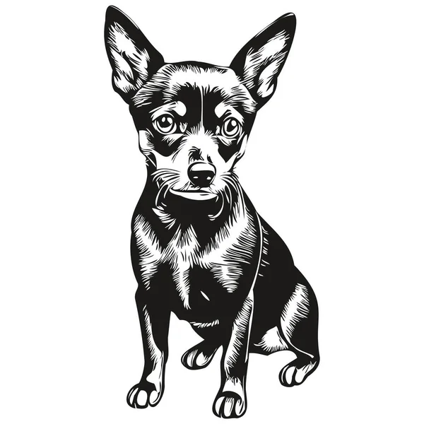 Miniature Pinscher Dog Breed Line Drawing Clip Art Animal Hand — Stock Vector