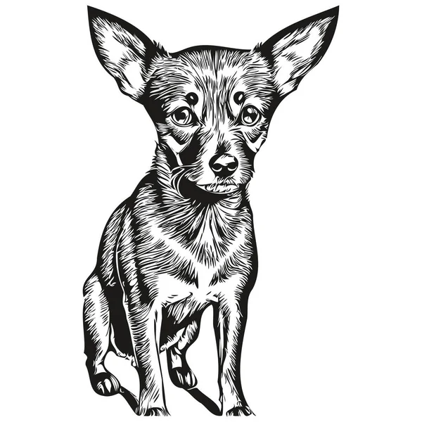 Miniature Pinscher Σκυλί Μαύρο Σχέδιο Διάνυσμα Απομονωμένο Πρόσωπο Ζωγραφική Σκίτσο — Διανυσματικό Αρχείο