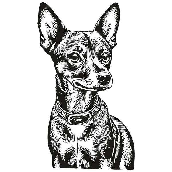 Miniatur Pinscher Hund Schwarzer Zeichenvektor Isolierte Kinderschminke Skizze Linie Illustration — Stockvektor