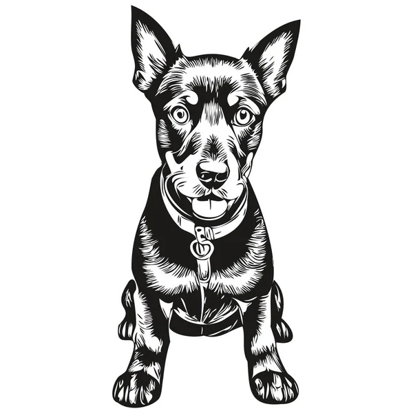 Manchester Terrier Hund Vektor Grafik Handritad Penna Djur Linje Illustration — Stock vektor