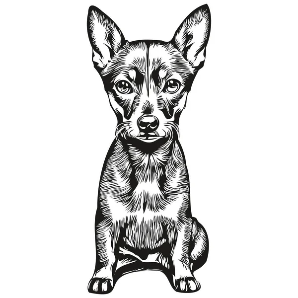 Miniatura Pinscher Cão Desenho Animado Rosto Tinta Retrato Desenho Esboço — Vetor de Stock