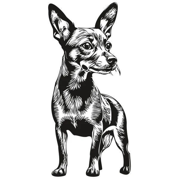 Miniatura Pinscher Cão Gravado Retrato Vetorial Desenho Desenho Animado Rosto —  Vetores de Stock