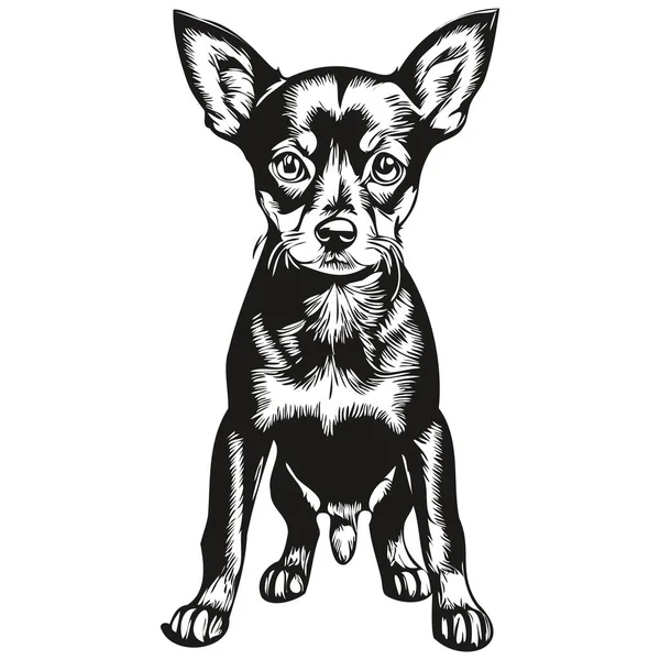 Miniatur Pinscher Hund Graviert Vektor Porträt Gesicht Cartoon Vintage Zeichnung — Stockvektor