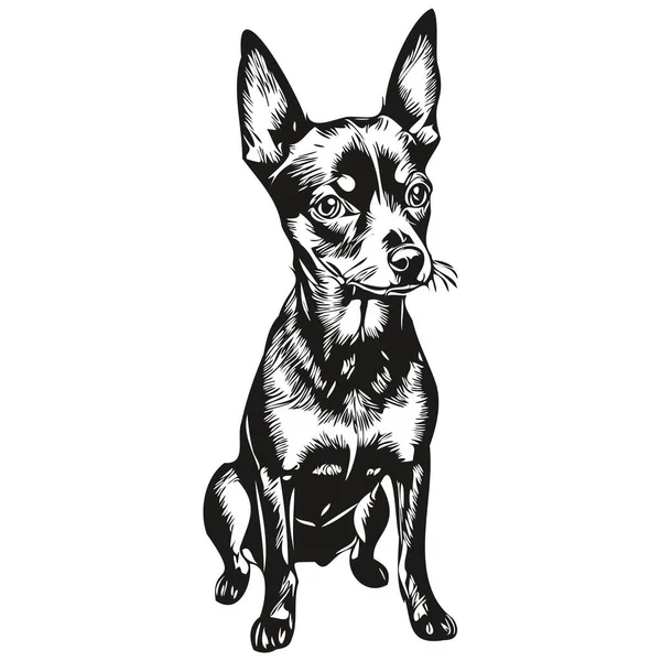 Miniatur Pinscher Hund Vektor Porträt Graviert Gesicht Cartoon Vintage Zeichnung — Stockvektor