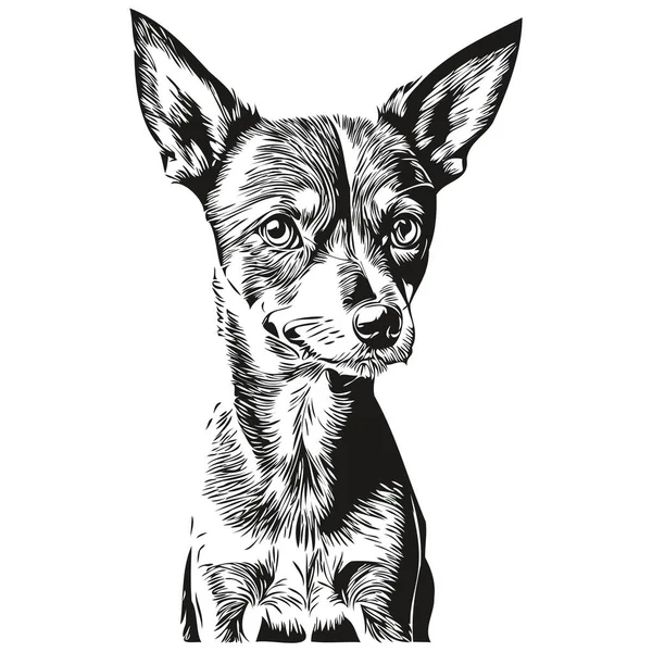 Pinscher Dog Face Vector Portrait Funny Outline Pet Illustration White — 스톡 벡터