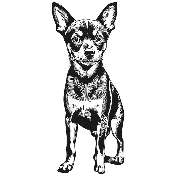 Miniatura Pinscher Pies Twarz Wektor Portret Zabawny Zarys Zwierzę Ilustracja — Wektor stockowy
