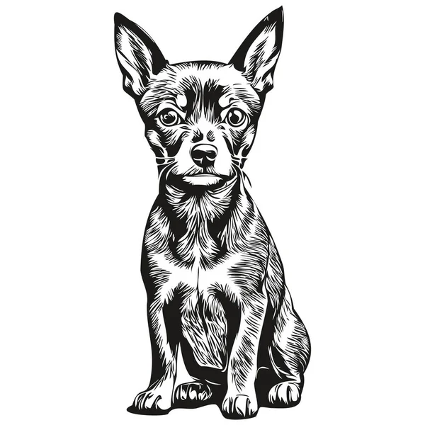 Miniature Pinscher Dog Face Vector Portrait Funny Outline Pet Illustration — Stock Vector
