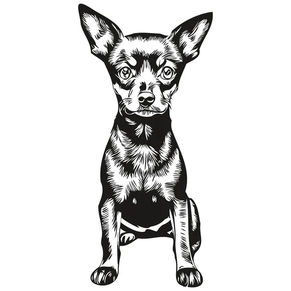 Miniatyr Pinscher Hund Hand Dras Logotyp Ritning Svart Och Vit — Stock vektor