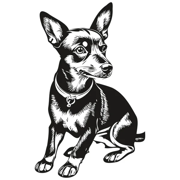 Miniatura Pinscher Cão Cabeça Linha Desenho Vetor Desenhado Mão Ilustração — Vetor de Stock