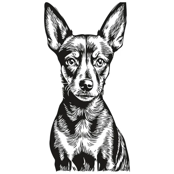Miniatura Pinscher Pies Głowa Linii Rysunek Wektor Ręcznie Rysowane Ilustracja — Wektor stockowy