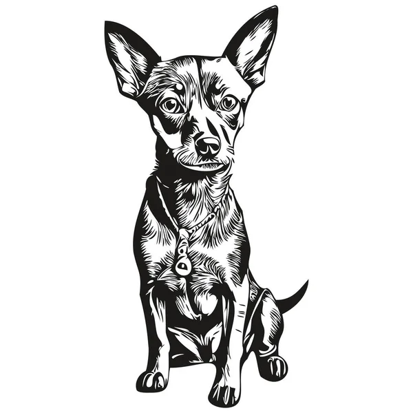 Miniatur Pinscher Dog Skizzenzeichnung Vintage Tattoo Oder Shirt Print Schwarz — Stockvektor