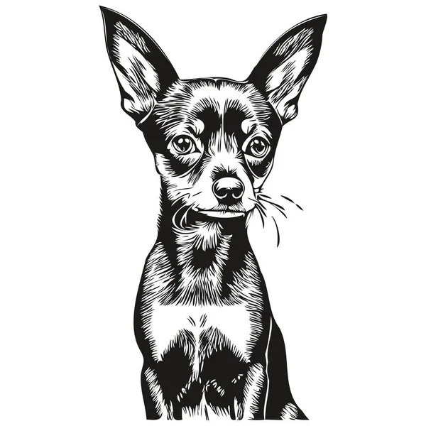 Miniatura Pinscher Cão Isolado Desenho Fundo Branco Cabeça Pet Linha — Vetor de Stock