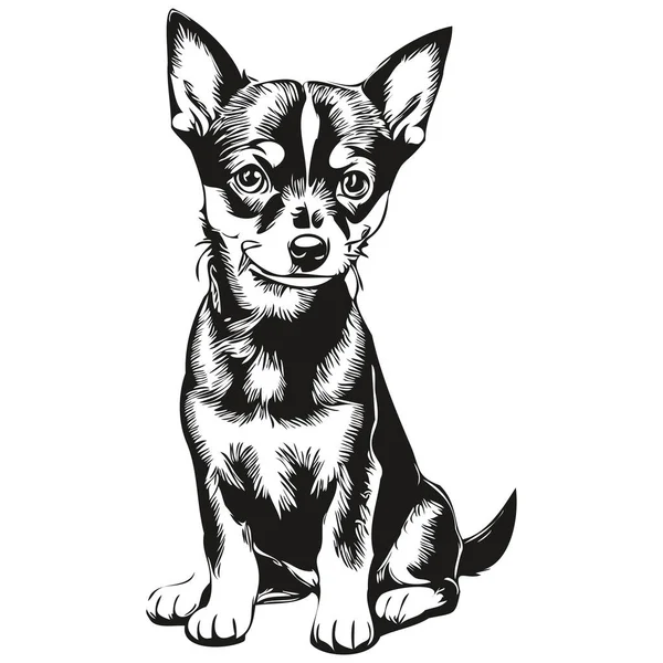 ミニチュアピンチャー犬のラインのイラスト 黒と白のインクのスケッチの顔の肖像画ベクトル現実的な品種のペット — ストックベクタ