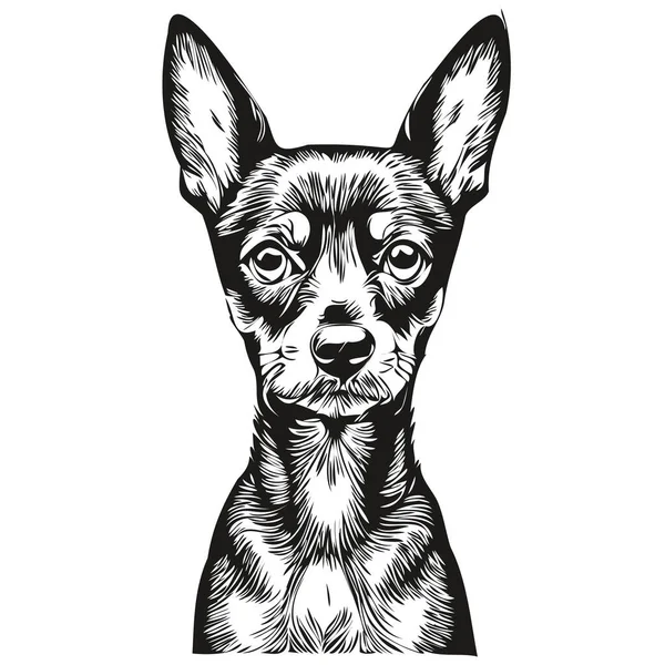 Miniatura Pinscher Pes Izolované Kresba Bílém Pozadí Hlava Pet Line — Stockový vektor