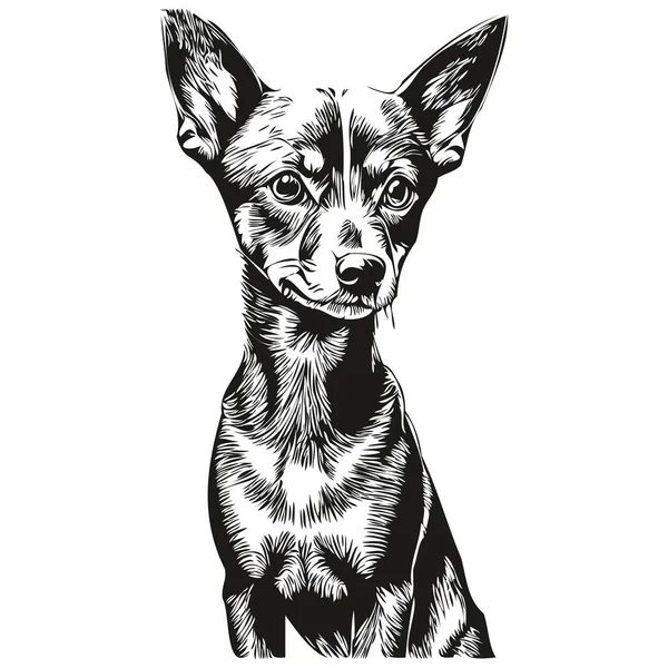 Miniatűr Pinscher Kutya Vonal Illusztráció Fekete Fehér Tinta Vázlat Arc — Stock Vector