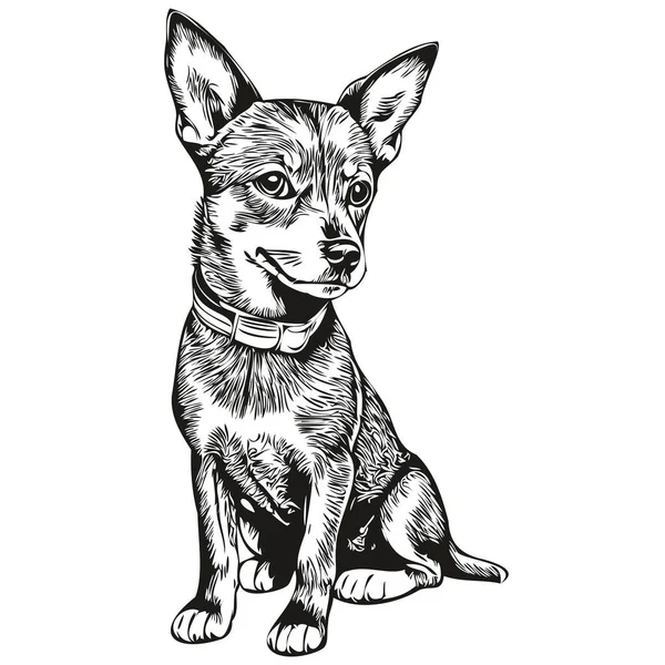 Miniatyr Pinscher Hund Kontur Penna Teckning Konstverk Svart Karaktär Vit — Stock vektor