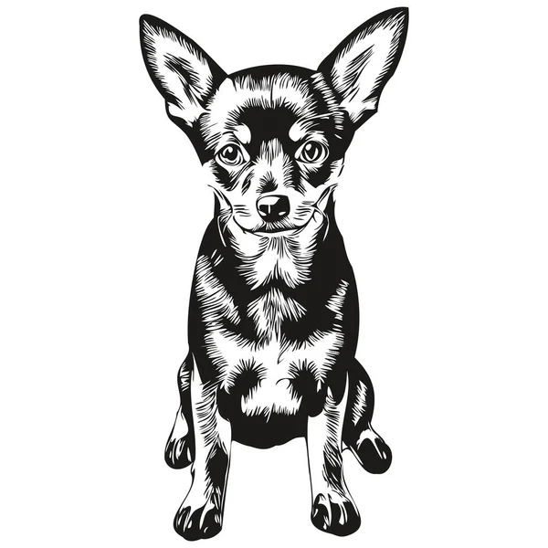 Pinscher Dog Line Illustration Black White Ink Sketch Face Portrait — 스톡 벡터