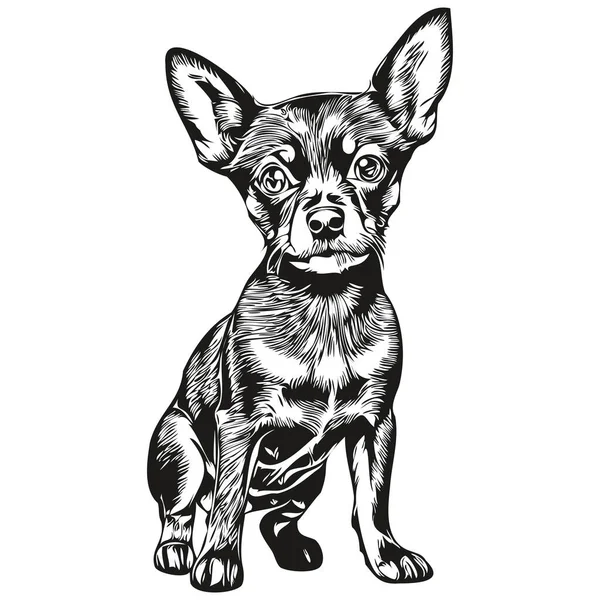 ミニチュアピンチャー犬アウトライン鉛筆画アートワーク 白の背景に黒文字現実的なペットのシルエット — ストックベクタ