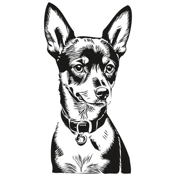 Miniatura Pinscher Pies Zarys Ołówek Rysunek Grafika Czarny Charakter Białym — Wektor stockowy