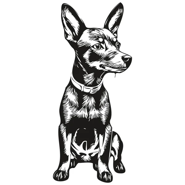 Miniatyr Pinscher Hund Kontur Penna Teckning Konstverk Svart Tecken Vit — Stock vektor