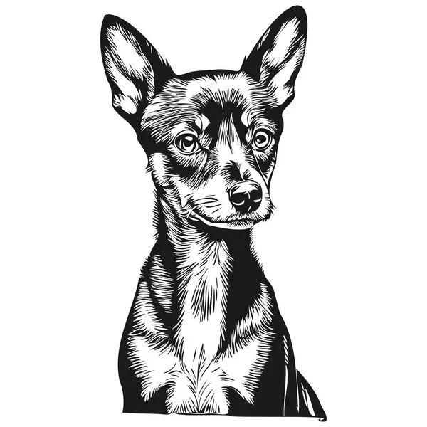 Miniaturowy Pinscher Pies Ołówek Ręka Rysunek Wektor Zarys Ilustracja Zwierzę — Wektor stockowy