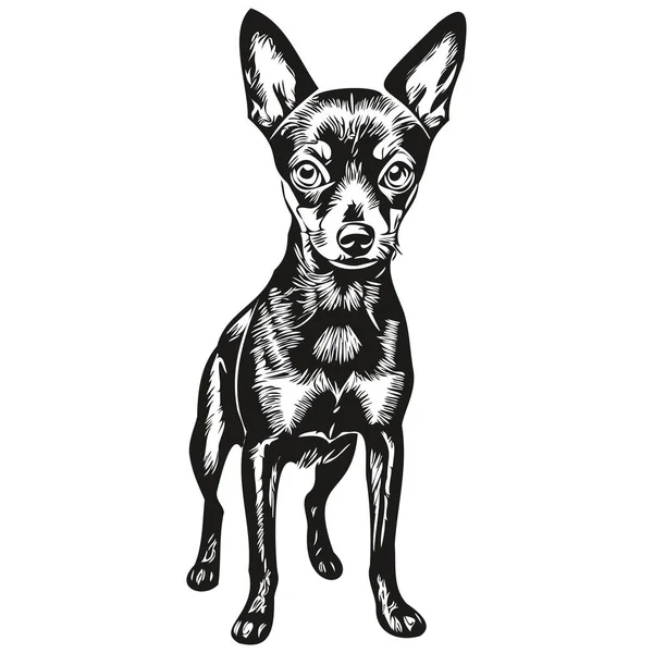 Миниатюрный Силуэт Собаки Пинчер Рисунок Линии Животного Черно Белый Вектор — стоковый вектор