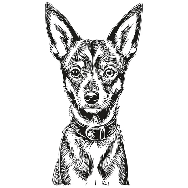 Miniatur Anjing Pinscher Sketsa Gambar Hitam Dan Putih Ukiran Vektor - Stok Vektor