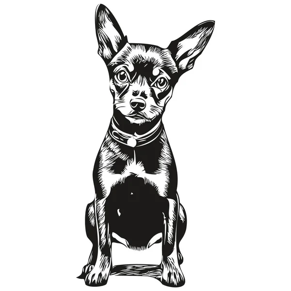 Miniatur Pinscher Hund Skizze Illustration Schwarz Weiß Gravur Vektorskizze Zeichnung — Stockvektor