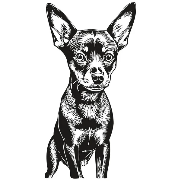 Miniatura Pinscher Pies Pet Szkic Ilustracja Czarny Biały Grawerowanie Wektor — Wektor stockowy