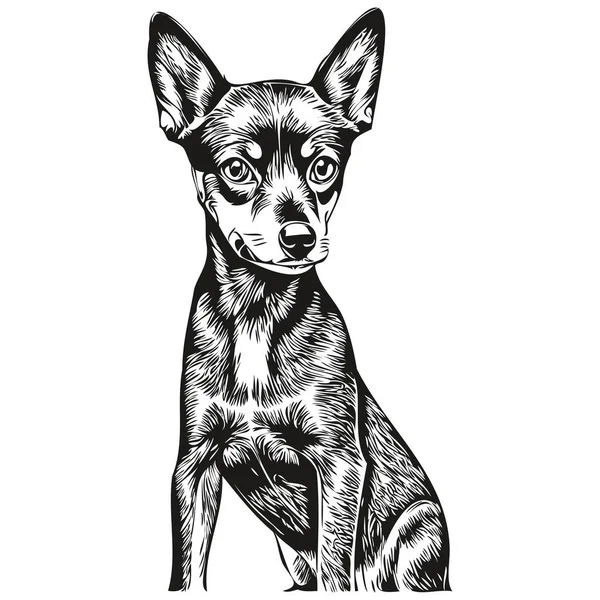 Miniaturní Pinscher Pes Domácí Silueta Zvířecí Linie Ilustrace Ručně Kreslený — Stockový vektor