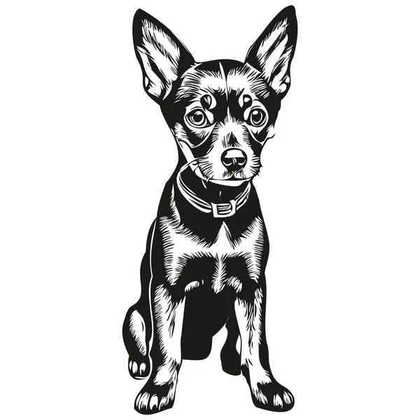 Miniatura Pinscher Cão Pet Esboço Ilustração Preto Branco Gravura Vetor — Vetor de Stock
