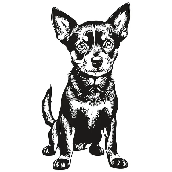 Miniatura Pinscher Cão Retrato Vetor Animal Mão Desenho Para Tatuagem — Vetor de Stock