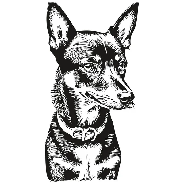 Retrato Cão Pinscher Miniatura Vetor Desenho Mão Animal Para Tatuagem — Vetor de Stock