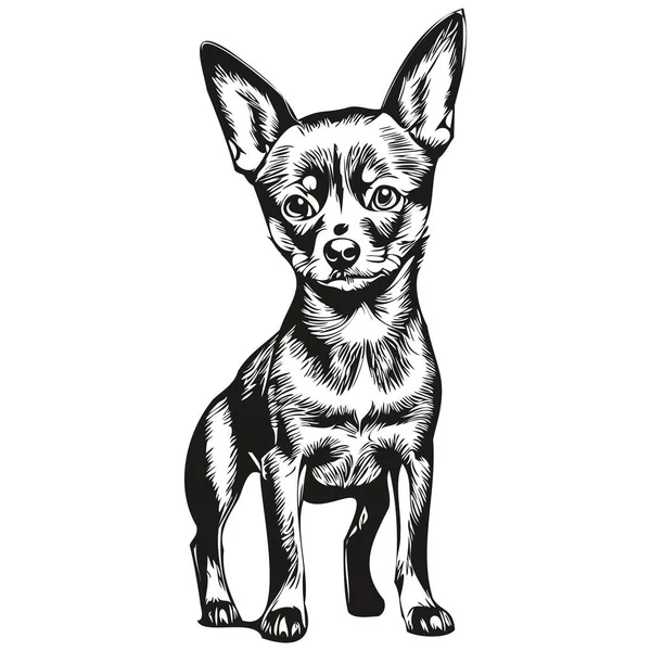 Retrato Perro Miniatura Pinscher Vector Dibujo Mano Animal Para Tatuaje — Vector de stock