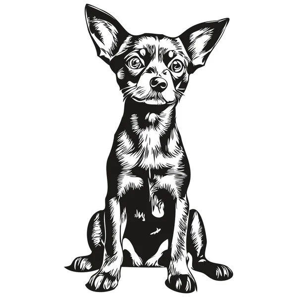 Miniatyr Pinscher Hund Realistisk Penna Ritning Vektor Linje Konst Illustration — Stock vektor