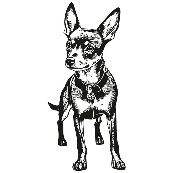 Miniatura Pinscher Perro Realista Mascota Ilustración Dibujo Mano Cara Negro — Vector de stock