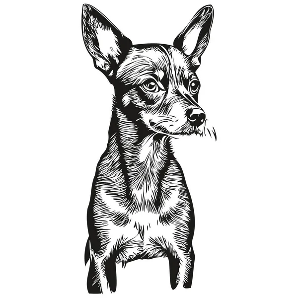 Miniatura Pinscher Perro Realista Mascota Ilustración Mano Dibujo Cara Negro — Vector de stock