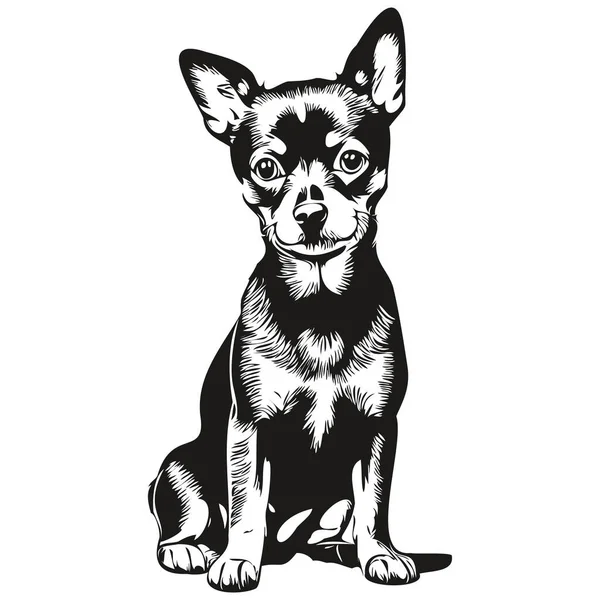 Minyatür Pinscher Köpeğinin Gerçekçi Çizimi Vektör Çizimi Çizgi Çizimi Köpek — Stok Vektör