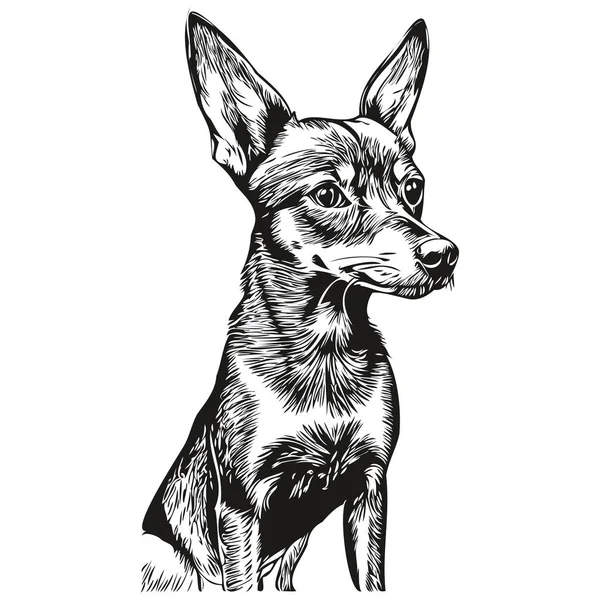Miniatura Perro Pinscher Realista Mascota Ilustración Dibujo Mano Cara Negro — Vector de stock