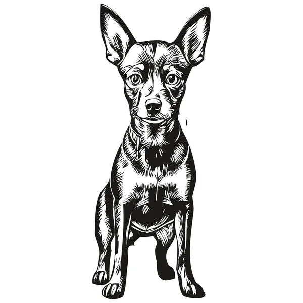Miniatura Pinscher Perro Realista Mascota Ilustración Dibujo Mano Cara Negro — Vector de stock