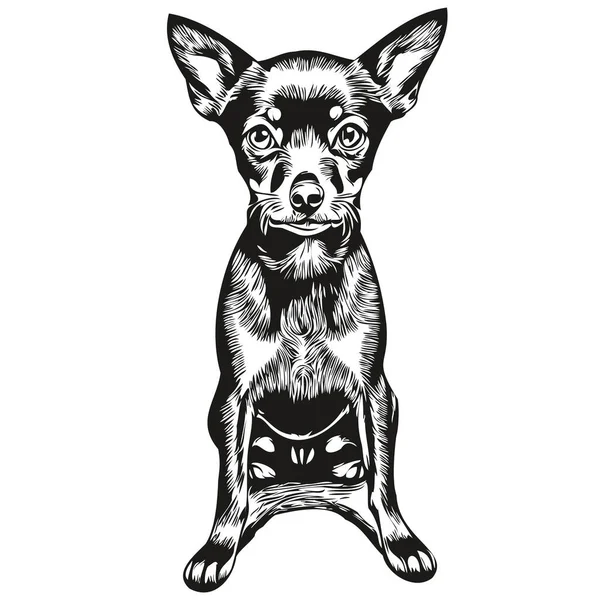 Miniatura Pinscher Pies Sylwetka Zwierzę Charakter Klip Sztuka Wektor Zwierzęta — Wektor stockowy