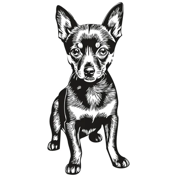 Miniatur Pinscher Anjing Gambar Pensil Realistis Vektor Ilustrasi Seni Garis - Stok Vektor