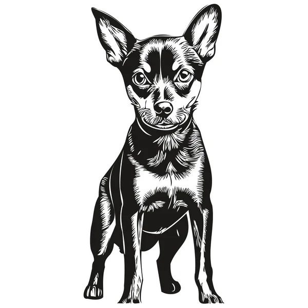 Miniatur Pinscher Hund Shirt Print Schwarz Und Weiß Süße Lustige — Stockvektor