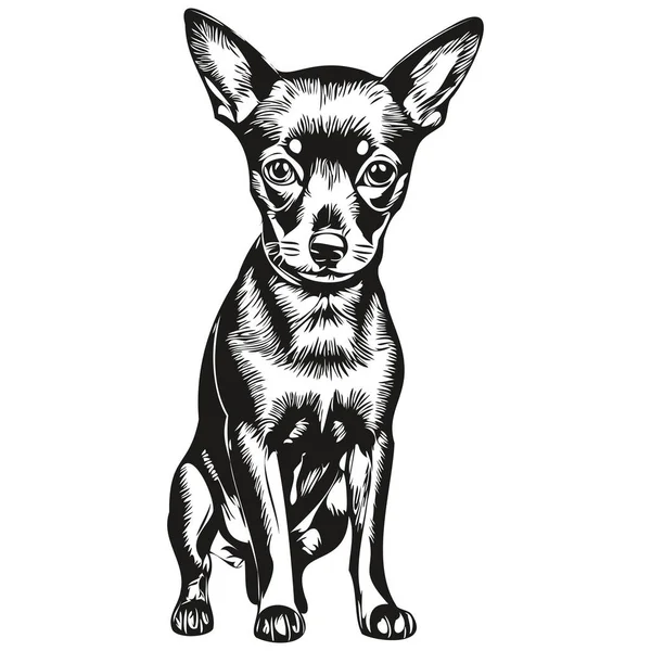 Miniatura Pinscher Cão Silhueta Pet Personagem Clip Arte Vetor Animais — Vetor de Stock