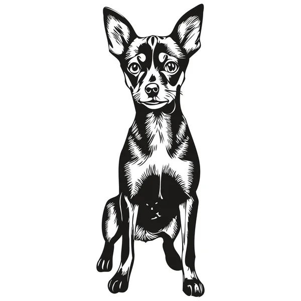 Pinscher Dog Vector Face Drawing Portrait Sketch Vintage Style 현실적 — 스톡 벡터